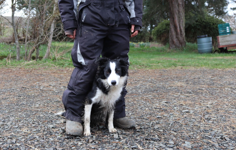 Bailey and Shep